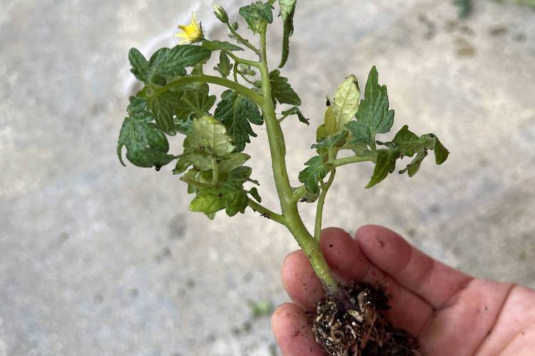 瀑布番茄种植方法全过程「采摘瀑布番茄怎么种植的」 种植技巧 瀑布番茄种植方法全过程「采摘瀑布番茄怎么种植的」 瀑布番茄种植方法全过程「采摘瀑布番茄怎么种植的」 种植技巧