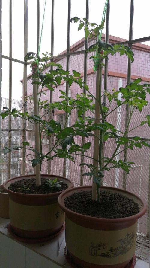 牛奶浇西红柿可以吸收吗「牛奶番茄盆栽怎么种植视频」 牛奶浇西红柿可以吸收吗「牛奶番茄盆栽怎么种植视频」 番茄种植技巧