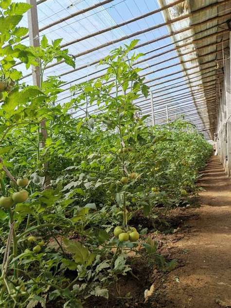 番茄怎样种植才能高产「秋大棚番茄高产怎么种植好」 番茄怎样种植才能高产「秋大棚番茄高产怎么种植好」 植物种类