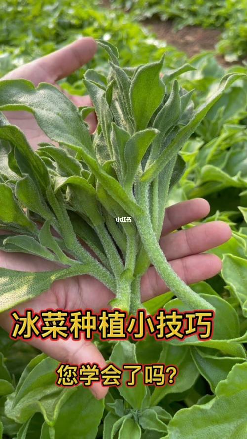 冬天种植蔬菜的方法「低温蔬菜种植技巧有哪些呢」 冬天种植蔬菜的方法「低温蔬菜种植技巧有哪些呢」 农业常识