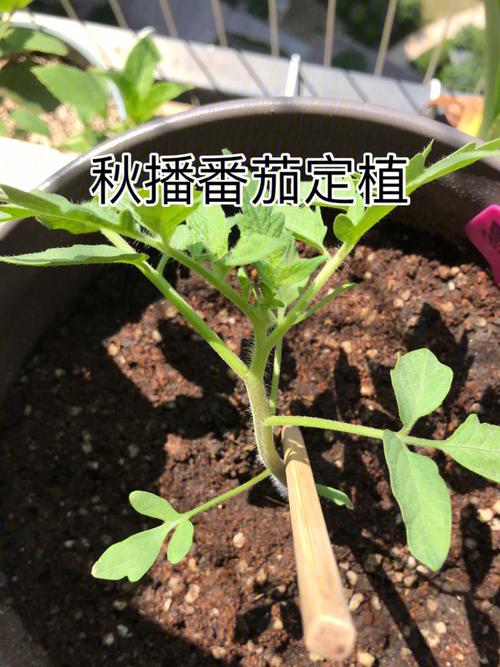夏季番茄定植管理注意事项，番茄土传病害如何提前防治「番茄种子秋播怎么种植视频」 夏季番茄定植管理注意事项，番茄土传病害如何提前防治「番茄种子秋播怎么种植视频」 花朵知识