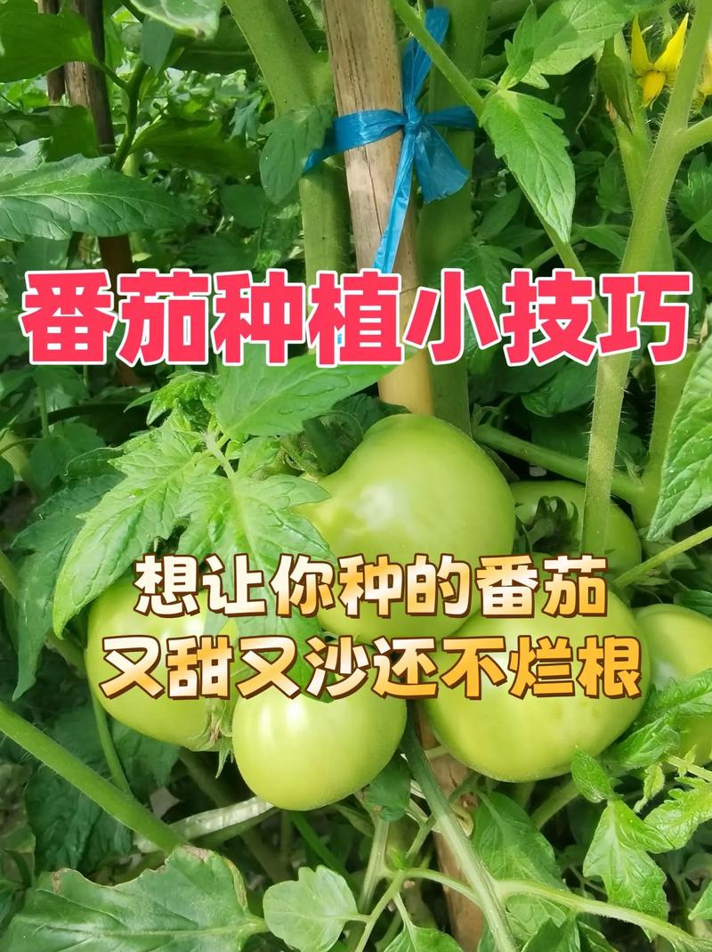 番茄怎么种「番茄小妙招怎么种植的视频」 番茄怎么种「番茄小妙招怎么种植的视频」 花朵知识