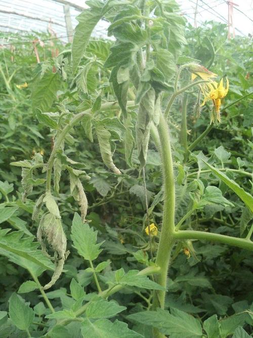 如何防治番茄青枯病「番茄青枯病怎么种植视频」 农业常识 如何防治番茄青枯病「番茄青枯病怎么种植视频」 如何防治番茄青枯病「番茄青枯病怎么种植视频」 农业常识