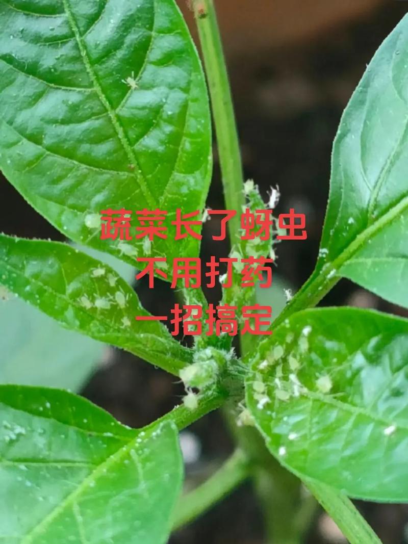 家庭种植蔬菜治蚜虫小妙招「蔬菜种植技巧大全图片视频」 家庭种植蔬菜治蚜虫小妙招「蔬菜种植技巧大全图片视频」 土壤施肥
