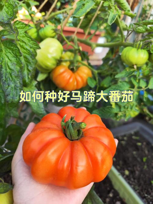 马蹄番茄哪个品种好吃「马蹄番茄阳台怎么种植视频」 马蹄番茄哪个品种好吃「马蹄番茄阳台怎么种植视频」 土壤施肥