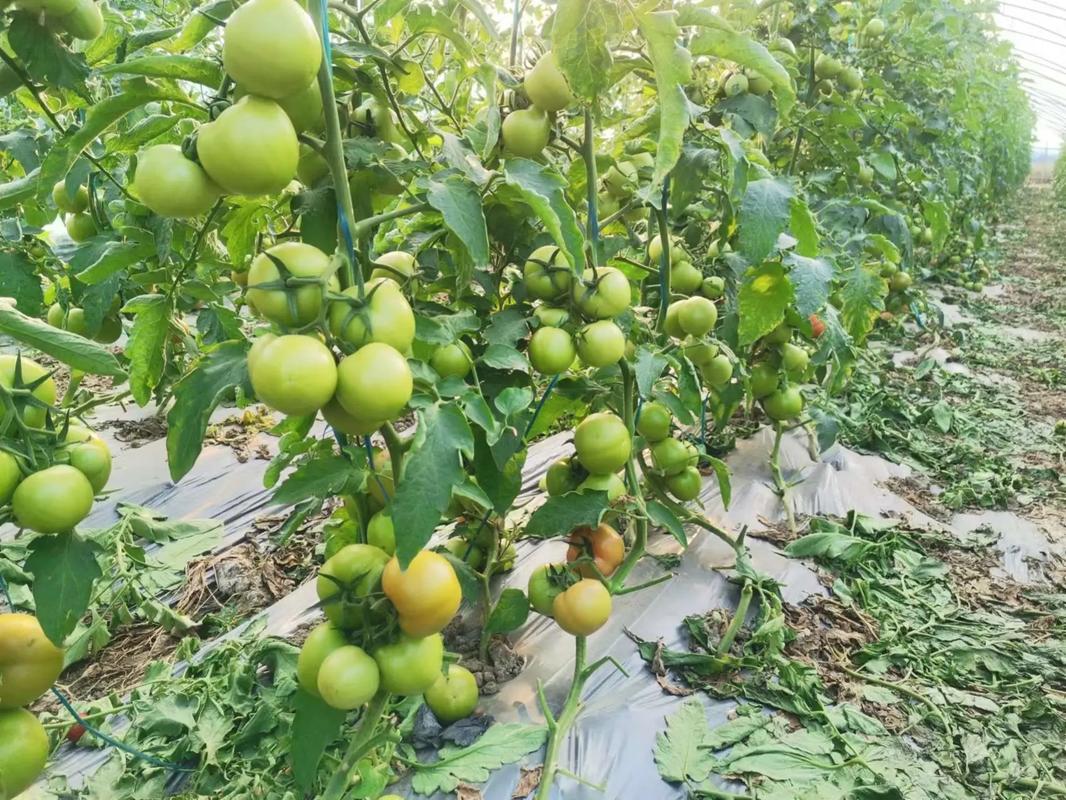 秋冬季节也可以栽种番茄，如何管理才能高产「番茄在冬天怎么种植视频」 秋冬季节也可以栽种番茄，如何管理才能高产「番茄在冬天怎么种植视频」 番茄病虫害防治