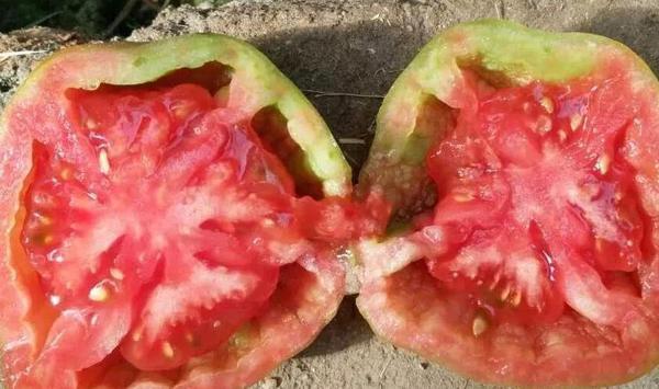 营养不足导致西红柿出现空心等问题，该如何解决「番茄种植空心怎么办视频」 营养不足导致西红柿出现空心等问题，该如何解决「番茄种植空心怎么办视频」 农业常识