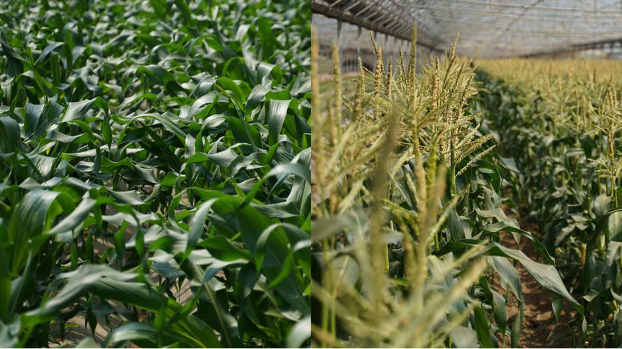 不想上班，回去种一百亩的菜地，循环种植哪些作物可以收入高「蔬菜种植速成技巧图片大全」 不想上班，回去种一百亩的菜地，循环种植哪些作物可以收入高「蔬菜种植速成技巧图片大全」 番茄种植技巧