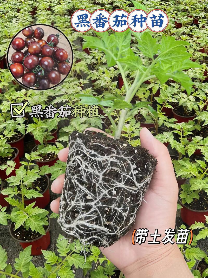 甜心番茄的种植方法「樱桃黑番茄在家怎么种植视频」 甜心番茄的种植方法「樱桃黑番茄在家怎么种植视频」 种植技巧
