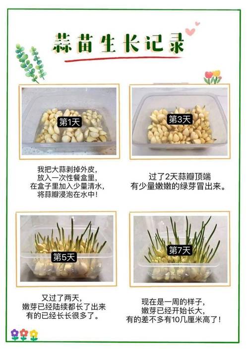无土栽培蔬菜家庭作业教程「无土蔬菜种植技巧和方法」 无土栽培蔬菜家庭作业教程「无土蔬菜种植技巧和方法」 番茄种植技巧
