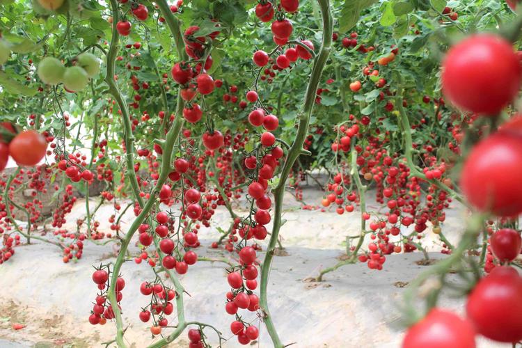 樱桃番茄怎样种植「樱桃番茄果园怎么种植视频」 樱桃番茄怎样种植「樱桃番茄果园怎么种植视频」 农业常识