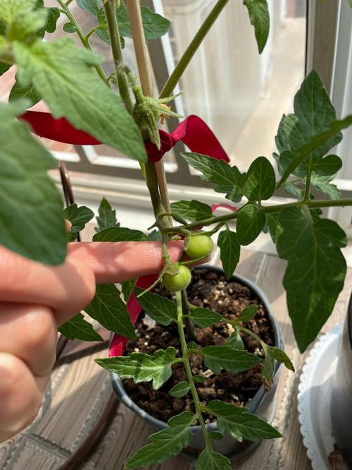 西红柿怎么养才能长得快「小番茄怎么种植结果快些呢」 番茄种植技巧 西红柿怎么养才能长得快「小番茄怎么种植结果快些呢」 西红柿怎么养才能长得快「小番茄怎么种植结果快些呢」 番茄种植技巧