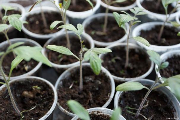 西红柿种子种植方法「番茄可以播种吗怎么种植视频」 西红柿种子种植方法「番茄可以播种吗怎么种植视频」 番茄种植技巧