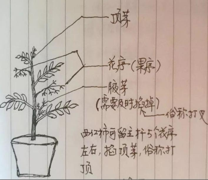 番茄种植的修枝与技术「种植番茄怎么修剪才能高产」 番茄种植的修枝与技术「种植番茄怎么修剪才能高产」 番茄病虫害防治