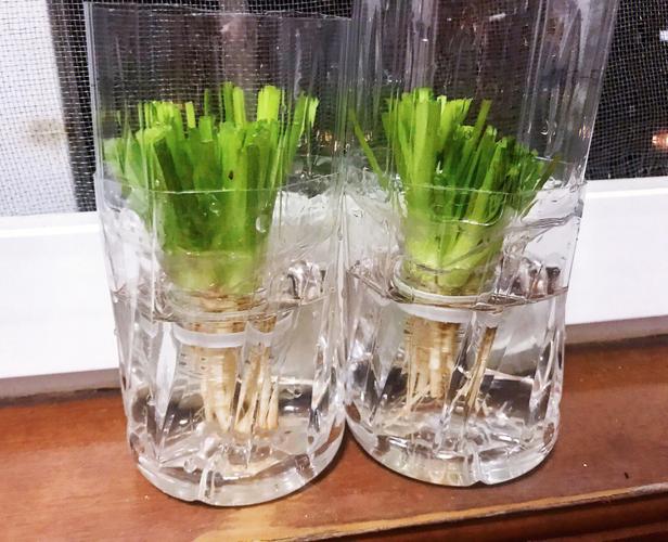 哪种菜有虫子而且看不见的「水培无根番茄怎么种植视频」 土壤施肥 哪种菜有虫子而且看不见的「水培无根番茄怎么种植视频」 哪种菜有虫子而且看不见的「水培无根番茄怎么种植视频」 土壤施肥