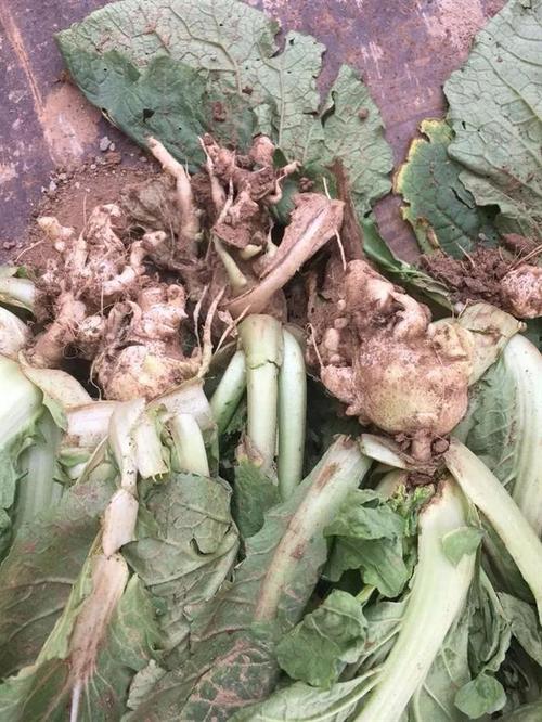 哪些蔬菜种植过程中会出现根肿病？如何防治「根块类蔬菜种植技巧视频」 哪些蔬菜种植过程中会出现根肿病？如何防治「根块类蔬菜种植技巧视频」 农业常识