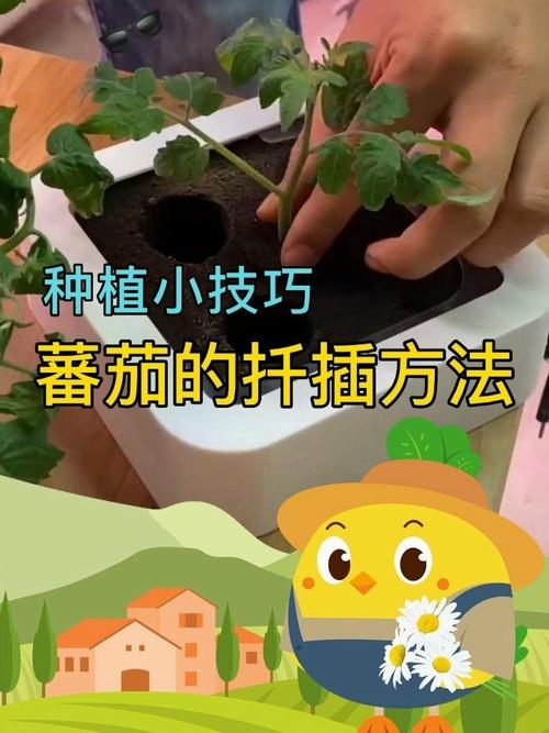 扦插的西红柿产量如何「扦插小番茄怎么种植视频教程」 扦插的西红柿产量如何「扦插小番茄怎么种植视频教程」 农业常识