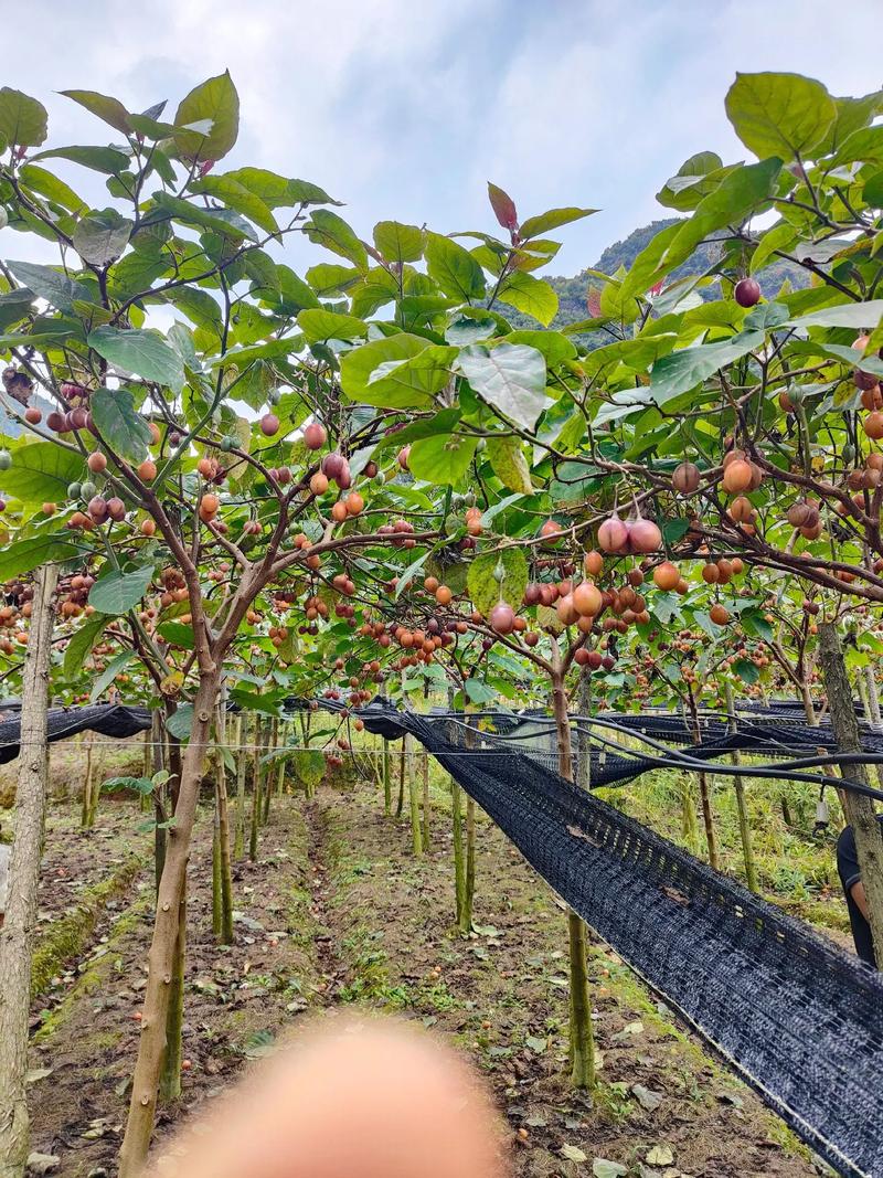 大树番茄好管理吗「种植大树番茄怎么种好呢」 大树番茄好管理吗「种植大树番茄怎么种好呢」 农业常识