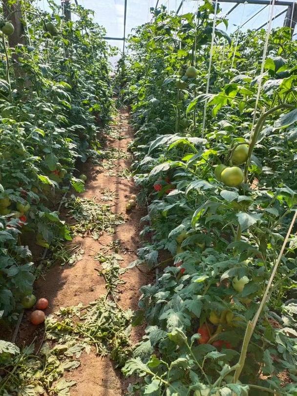 番茄树怎么种植方法「树番茄怎么种植技术视频」 番茄树怎么种植方法「树番茄怎么种植技术视频」 番茄种植技巧