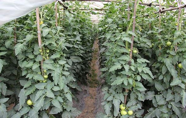 西红柿变红最佳方法「红香蕉番茄怎么种植视频」 花朵知识 西红柿变红最佳方法「红香蕉番茄怎么种植视频」 西红柿变红最佳方法「红香蕉番茄怎么种植视频」 花朵知识