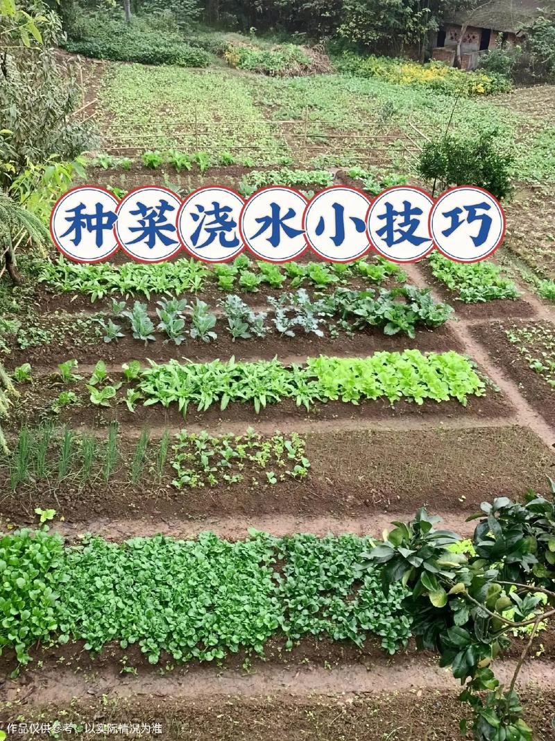 所有蔬菜种植的方法「蔬菜种植技巧和方法」 所有蔬菜种植的方法「蔬菜种植技巧和方法」 番茄种植技巧