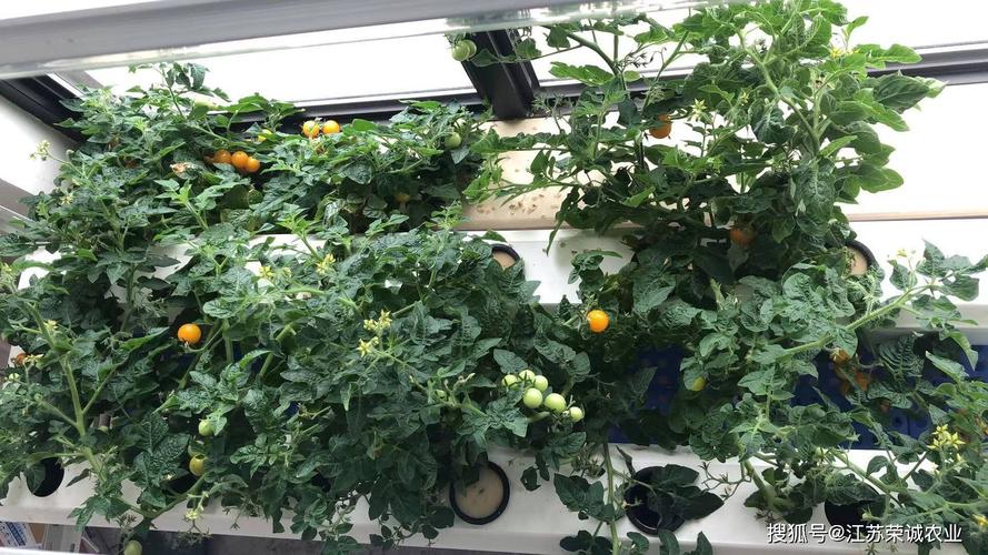 水桶种植蔬菜的方法「楼顶怎么用油桶种植番茄呢」 水桶种植蔬菜的方法「楼顶怎么用油桶种植番茄呢」 种植技巧