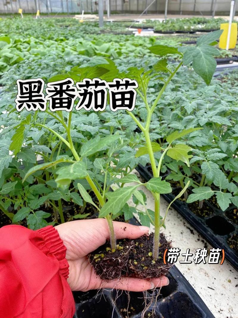 西红柿可以直接种土里吗「番茄苗怎么栽到地里种植呢」 西红柿可以直接种土里吗「番茄苗怎么栽到地里种植呢」 土壤施肥