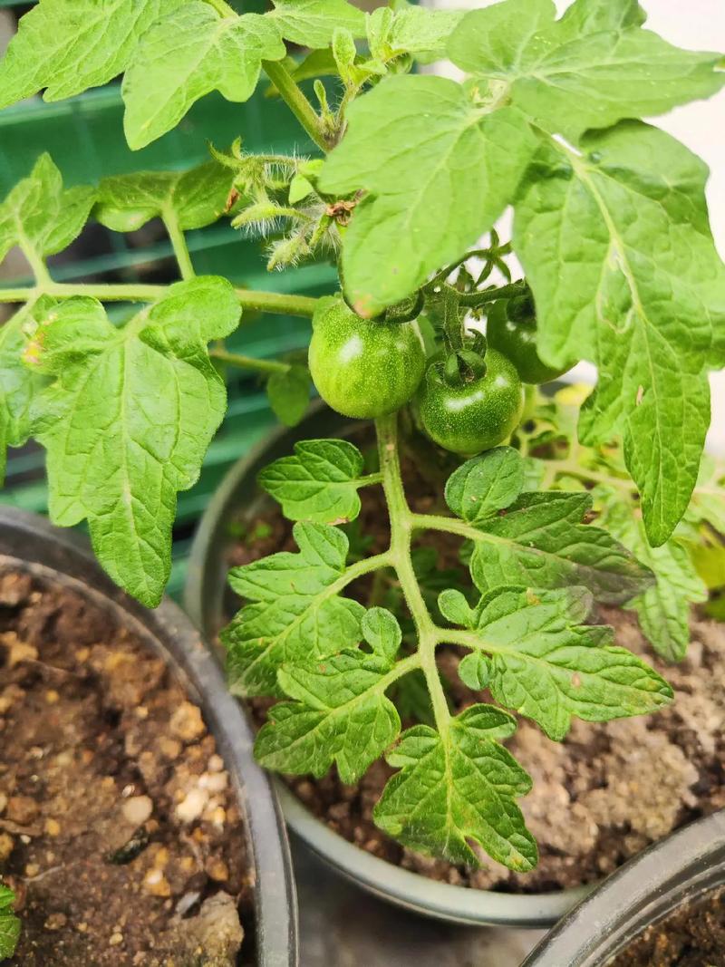 楼内怎么种植西红柿「番茄怎么种植温度高些呢视频」 楼内怎么种植西红柿「番茄怎么种植温度高些呢视频」 农业常识