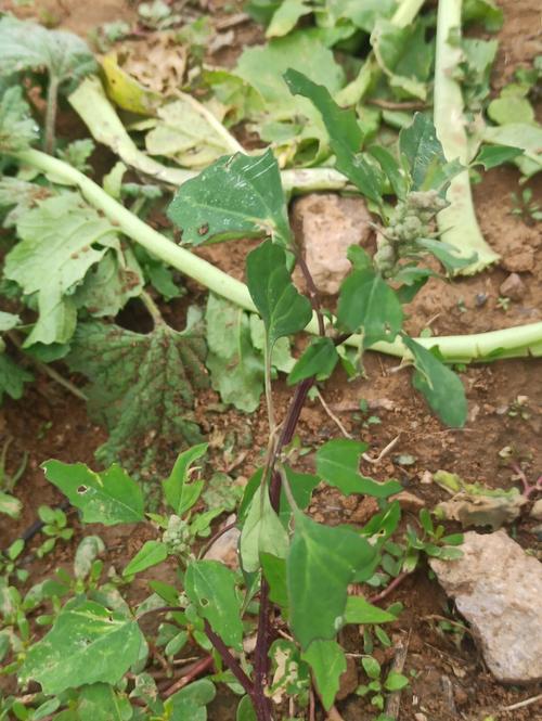 灰灰菜怎样人工种植「野生蔬菜种植小技巧视频」 灰灰菜怎样人工种植「野生蔬菜种植小技巧视频」 花朵知识