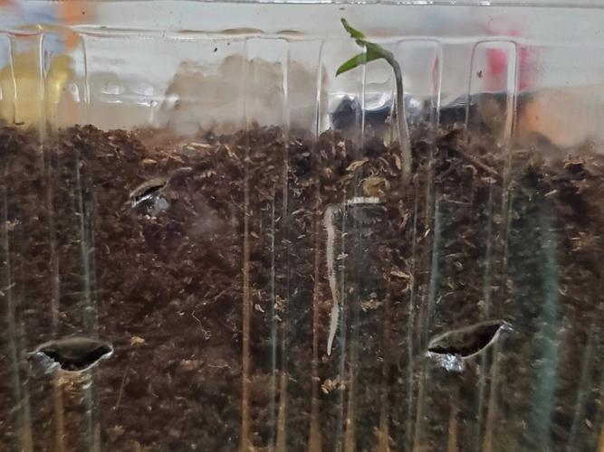 西红柿为什么有硬白心「硬结番茄种子怎么种植视频」 西红柿为什么有硬白心「硬结番茄种子怎么种植视频」 花朵知识