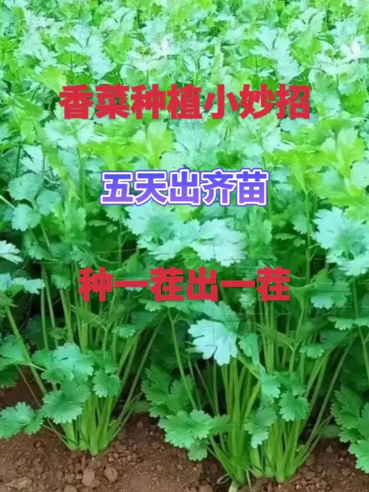 超市生鲜蔬菜保鲜妙招「妙招库蔬菜种植小技巧视频」 超市生鲜蔬菜保鲜妙招「妙招库蔬菜种植小技巧视频」 植物种类
