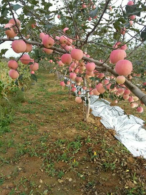 苹果行套种什么经济作物好呢「红黄番茄怎么种植的视频」 农业常识 苹果行套种什么经济作物好呢「红黄番茄怎么种植的视频」 苹果行套种什么经济作物好呢「红黄番茄怎么种植的视频」 农业常识