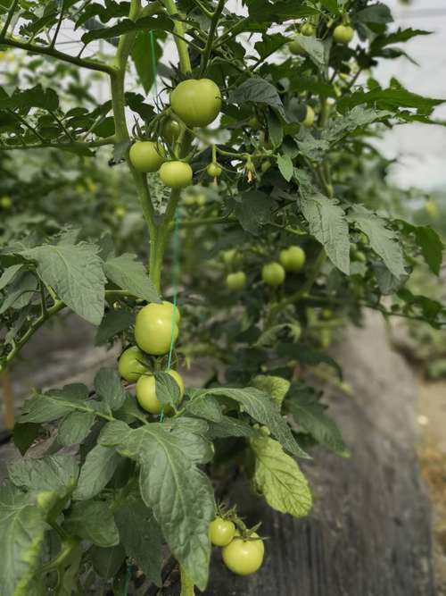 西红柿冲施硫酸钾一次冲多少「种植番茄怎么撒施石灰水」 西红柿冲施硫酸钾一次冲多少「种植番茄怎么撒施石灰水」 植物种类