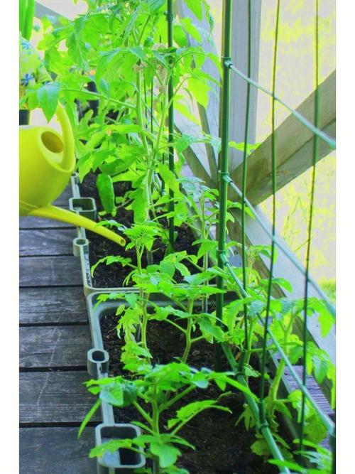 黄西红柿怎么挑「黄番茄怎么种植过程视频」 黄西红柿怎么挑「黄番茄怎么种植过程视频」 土壤施肥