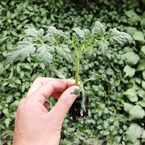 西红柿和茄子,辣椒什么时候种「长条茄子番茄怎么种植视频」 土壤施肥 西红柿和茄子,辣椒什么时候种「长条茄子番茄怎么种植视频」 西红柿和茄子,辣椒什么时候种「长条茄子番茄怎么种植视频」 土壤施肥