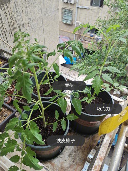 秋葵能与西红柿一起栽培吗「番茄套种秋葵怎么种植视频」 秋葵能与西红柿一起栽培吗「番茄套种秋葵怎么种植视频」 种植技巧