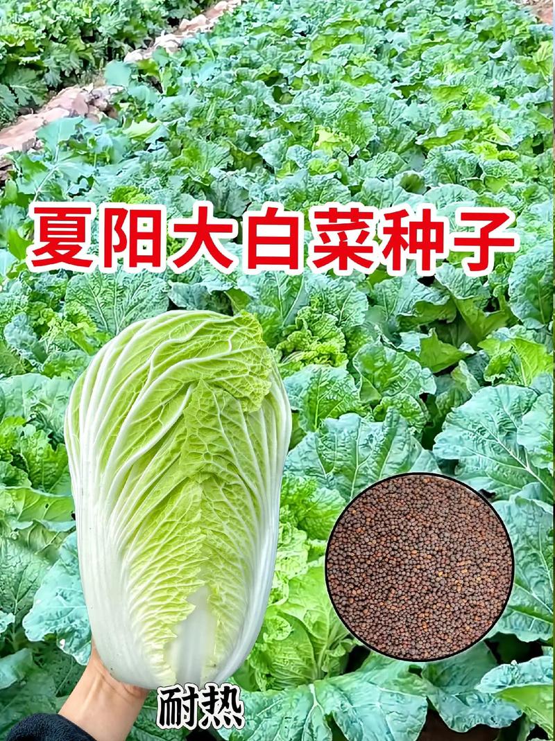 湖南夏天能种什么蔬菜「家庭蔬菜种植技巧夏天可以种吗」 湖南夏天能种什么蔬菜「家庭蔬菜种植技巧夏天可以种吗」 番茄病虫害防治