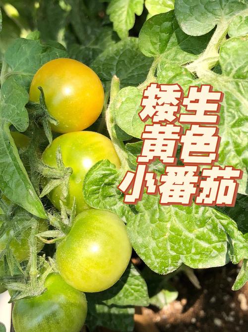黄色的小番茄怎么种植「黄番茄种子怎么选择种植方法」 黄色的小番茄怎么种植「黄番茄种子怎么选择种植方法」 农业常识