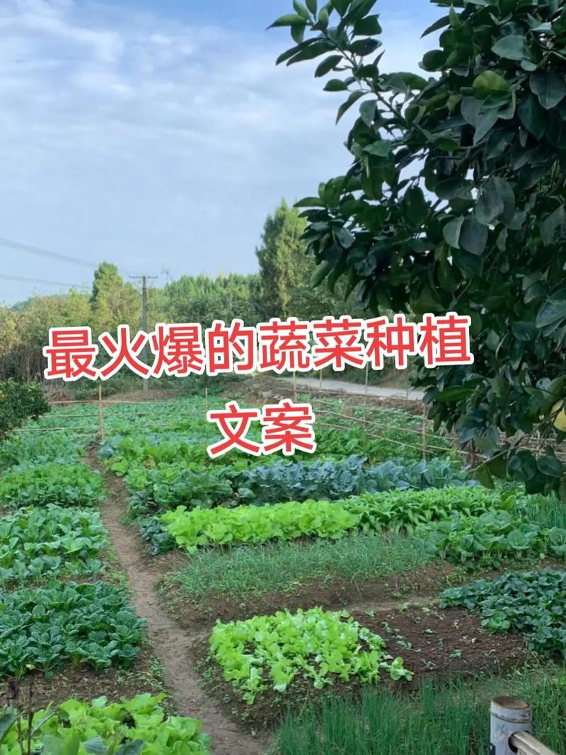 农业种植蔬菜文案「蔬菜种植技巧文案短句图片」 农业种植蔬菜文案「蔬菜种植技巧文案短句图片」 番茄种植技巧
