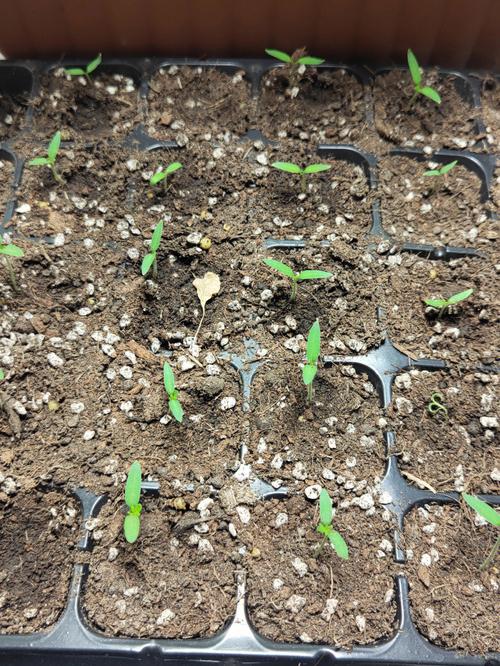番茄种子正确催芽方法「种植的番茄怎么催芽视频」 番茄种子正确催芽方法「种植的番茄怎么催芽视频」 番茄病虫害防治