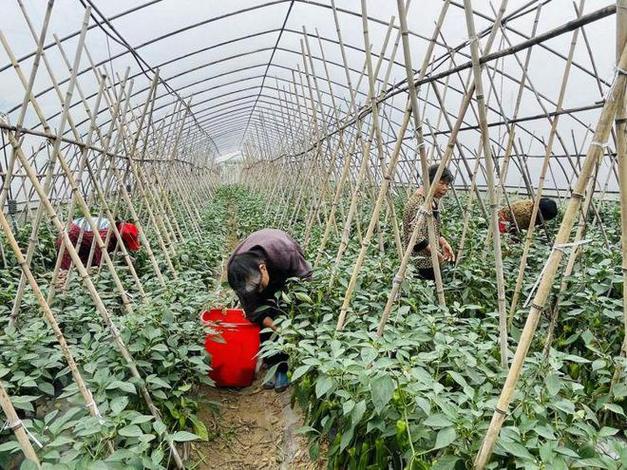 #如何利用果蔬资源打造农村特色旅游#「蔬菜种植小技巧最火视频教程」 #如何利用果蔬资源打造农村特色旅游#「蔬菜种植小技巧最火视频教程」 土壤施肥