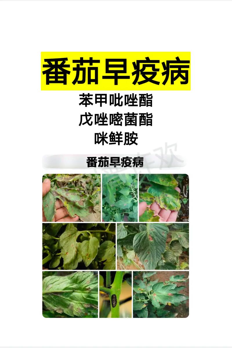 西红柿不用农药如何防虫「番茄怎么种植可以防虫害」 西红柿不用农药如何防虫「番茄怎么种植可以防虫害」 土壤施肥