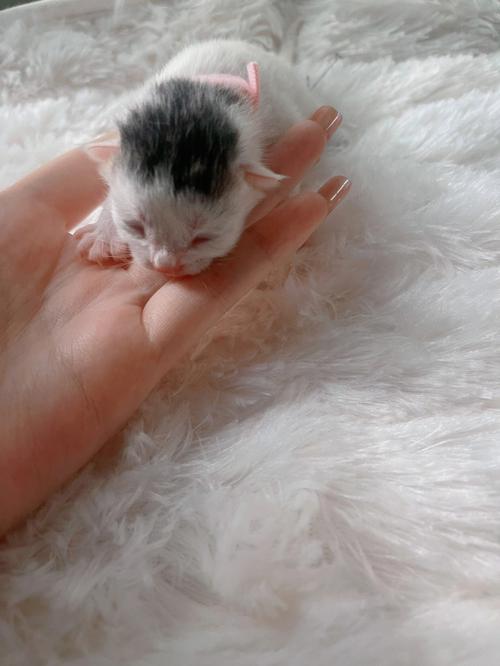 养猫新手如何照顾刚出生的小猫？有哪些需要注意的地方「鸡心番茄怎么种植视频教程」 养猫新手如何照顾刚出生的小猫？有哪些需要注意的地方「鸡心番茄怎么种植视频教程」 土壤施肥