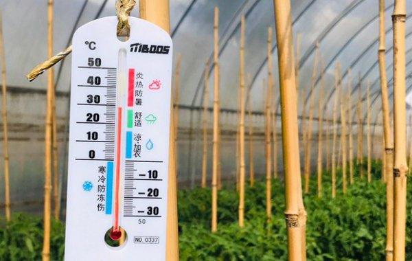 早春西红柿温度管理技术「早春播种番茄怎么种植的」 早春西红柿温度管理技术「早春播种番茄怎么种植的」 种植技巧