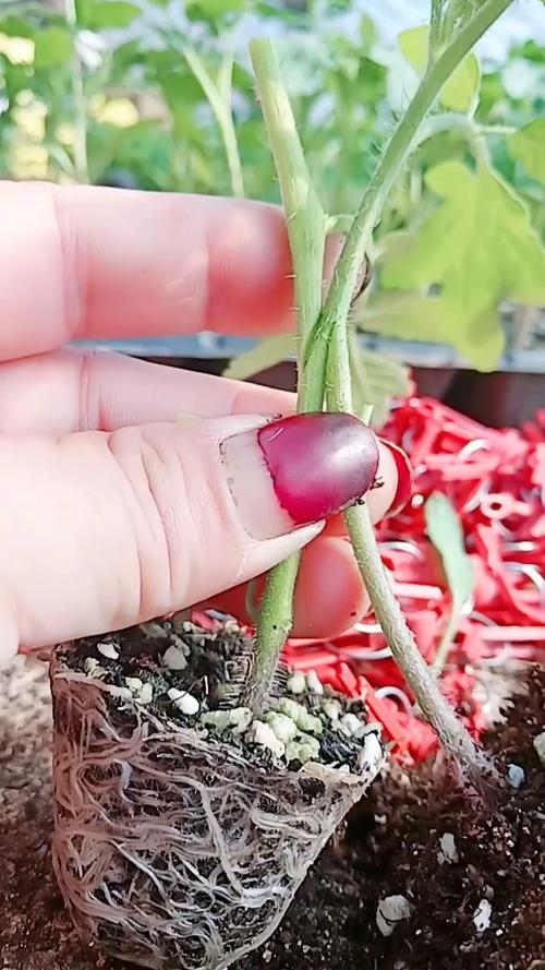 西红柿用什么砧木嫁接「好美番茄砧木怎么种植的视频」 西红柿用什么砧木嫁接「好美番茄砧木怎么种植的视频」 农业常识