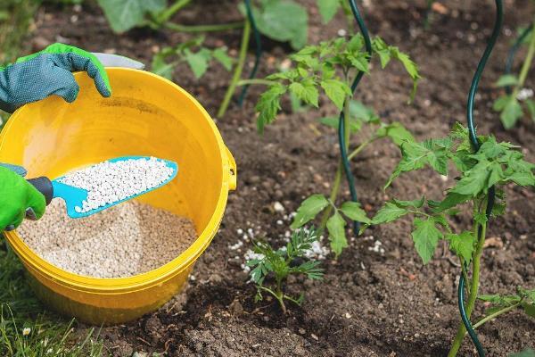 番茄多久浇一次肥水「家庭种植番茄怎么追肥呢」 农业常识 番茄多久浇一次肥水「家庭种植番茄怎么追肥呢」 番茄多久浇一次肥水「家庭种植番茄怎么追肥呢」 农业常识