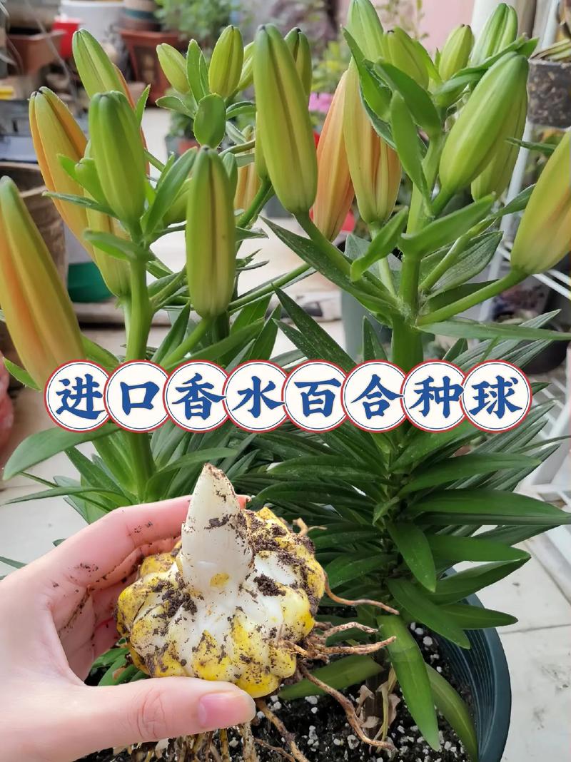 蔬菜百合的养殖方法和注意事项「蔬菜种植方法与技巧视频」 蔬菜百合的养殖方法和注意事项「蔬菜种植方法与技巧视频」 农业常识