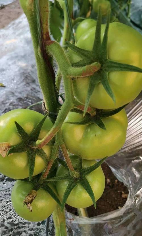 西红柿一亩要多少钙「家庭种植番茄怎么补钙最好」 西红柿一亩要多少钙「家庭种植番茄怎么补钙最好」 番茄病虫害防治
