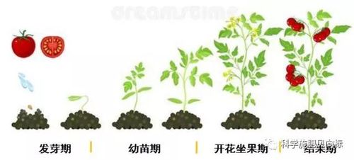 番茄栽种全过程「番茄出芽怎么种植的图片大全」 番茄栽种全过程「番茄出芽怎么种植的图片大全」 植物种类