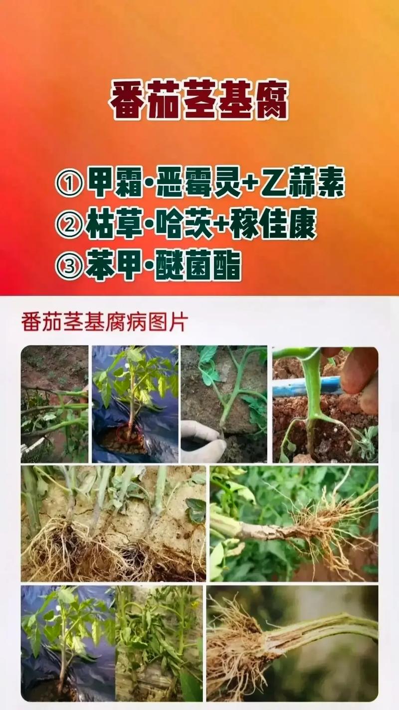 大棚种植蔬菜，病虫害多传播快，其主要原因是什么「蔬菜种植技巧原理是什么」 大棚种植蔬菜，病虫害多传播快，其主要原因是什么「蔬菜种植技巧原理是什么」 番茄种植技巧